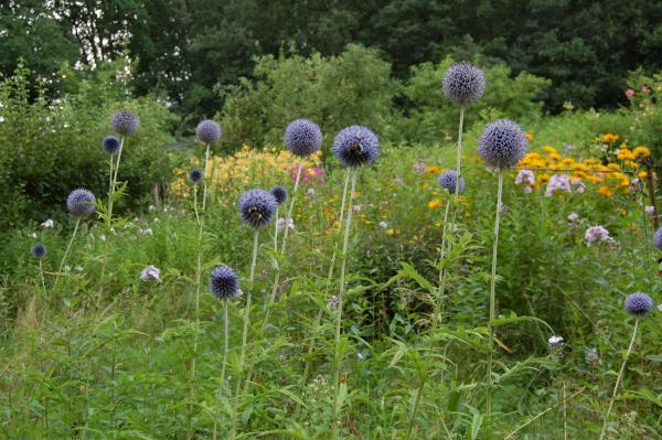 Echinops ritro | Kugeldistel